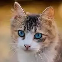 cat whatsapp dp